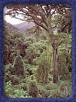 Knysna Forest - Click here for larger image