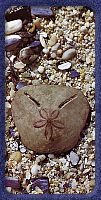 The legendary Pansy Shell