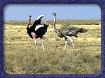 Ostrich Pair