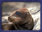 Baby seal - Click for larger image