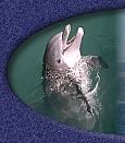 Dolphin at play