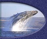 Whale at play